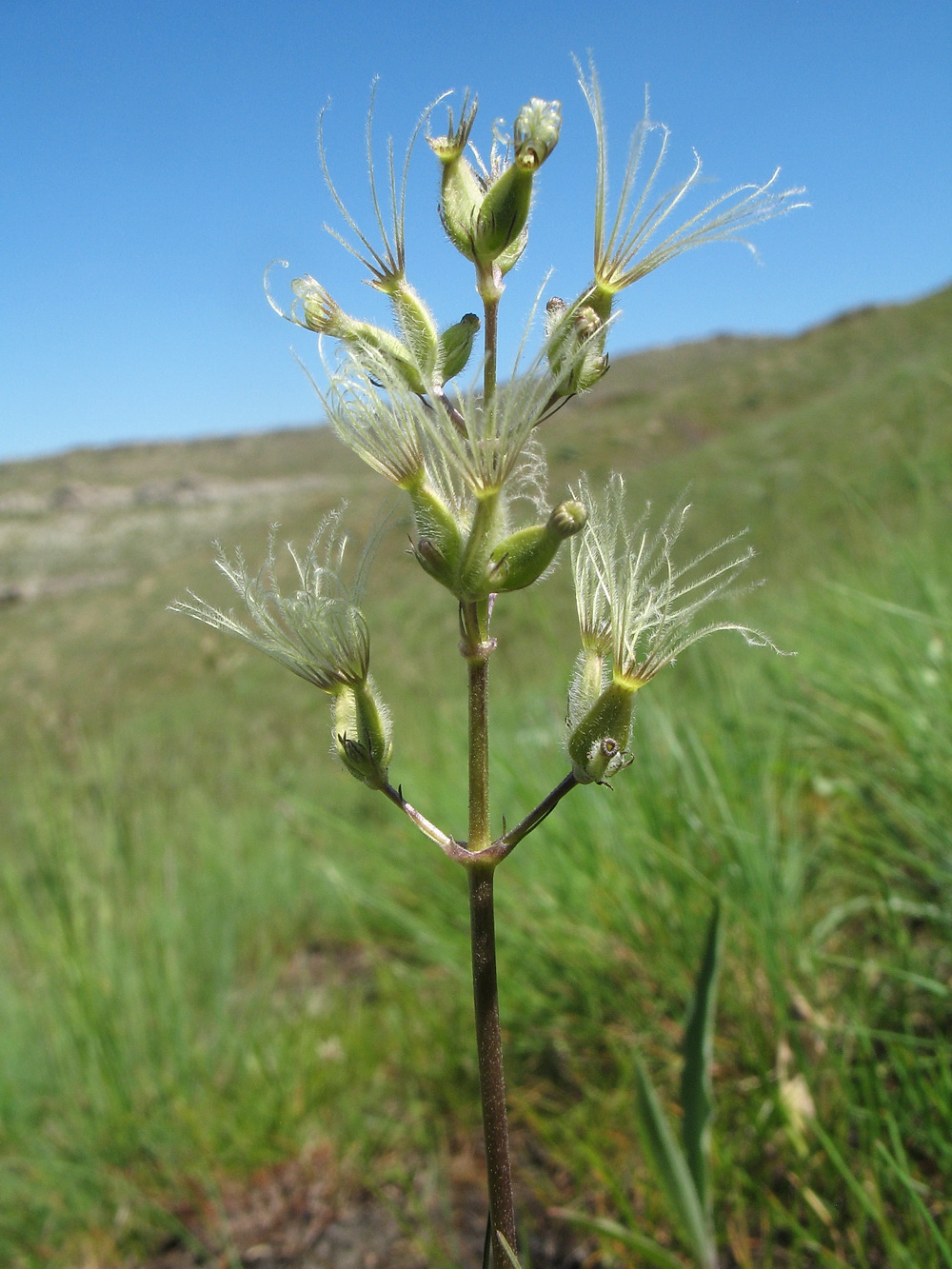 Изображение особи Valeriana chionophila.