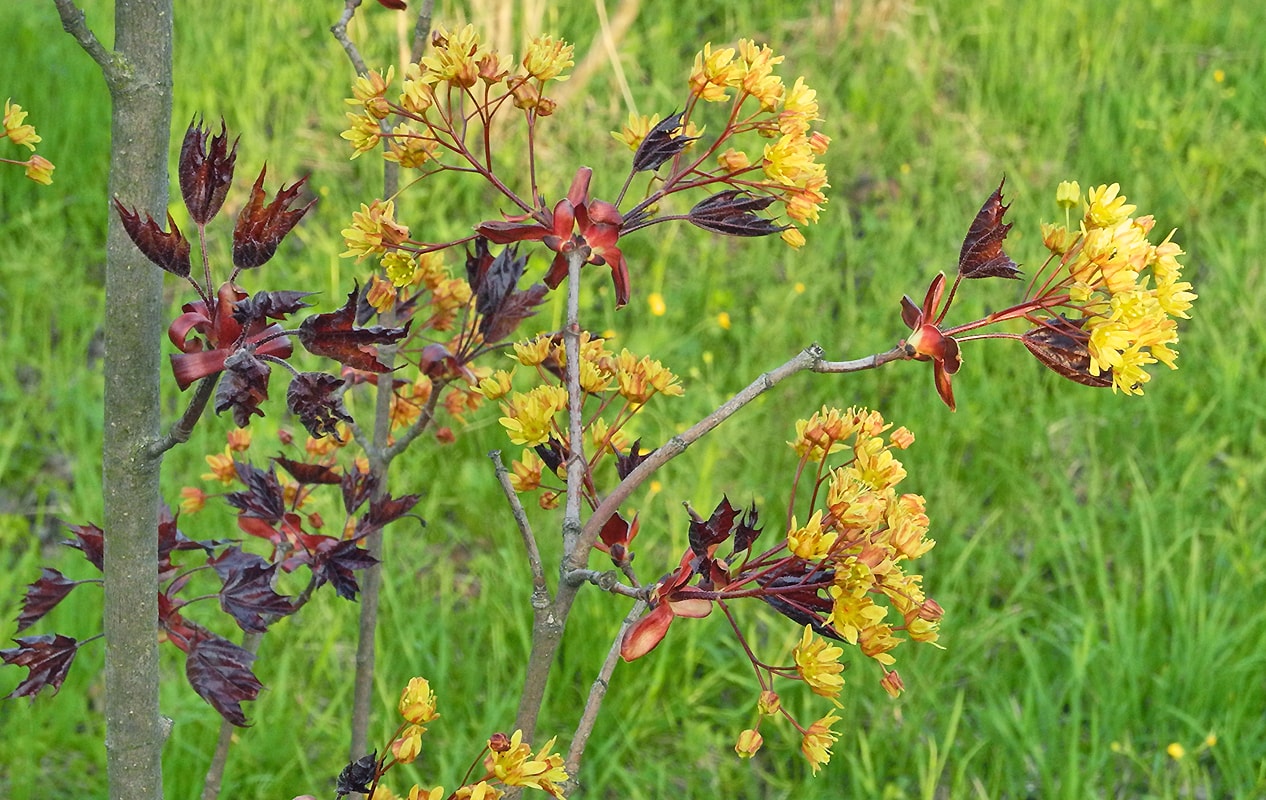 Image of Acer platanoides specimen.