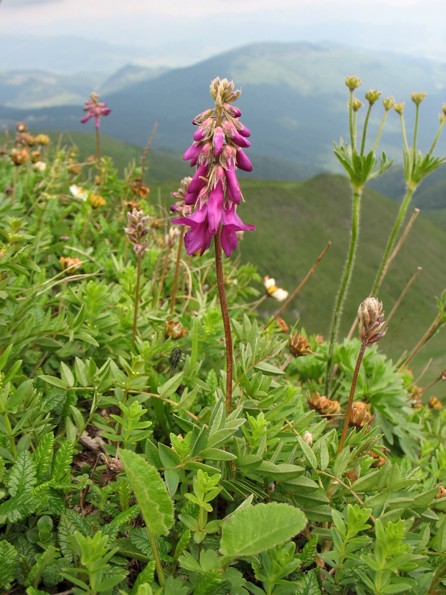 Изображение особи Hedysarum hedysaroides.