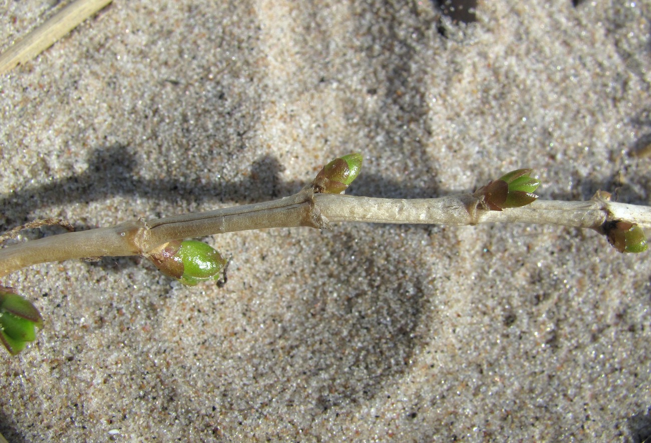 Image of Honckenya peploides ssp. diffusa specimen.