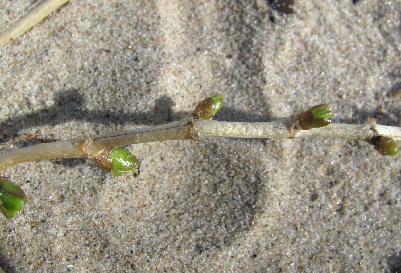 Image of Honckenya peploides ssp. diffusa specimen.