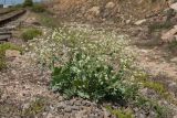 Crambe maritima