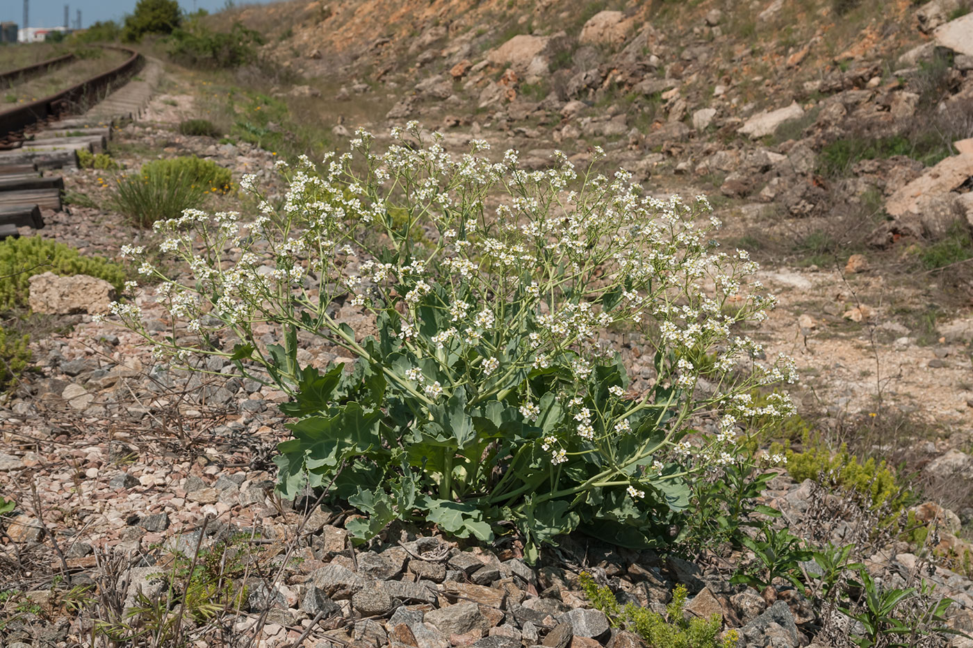 Image of Crambe maritima specimen.