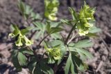 Corydalis bracteata. Зацветающее растение. Костромская обл., Судиславский р-н, дер. Антипино, в культуре. 25.04.2019.