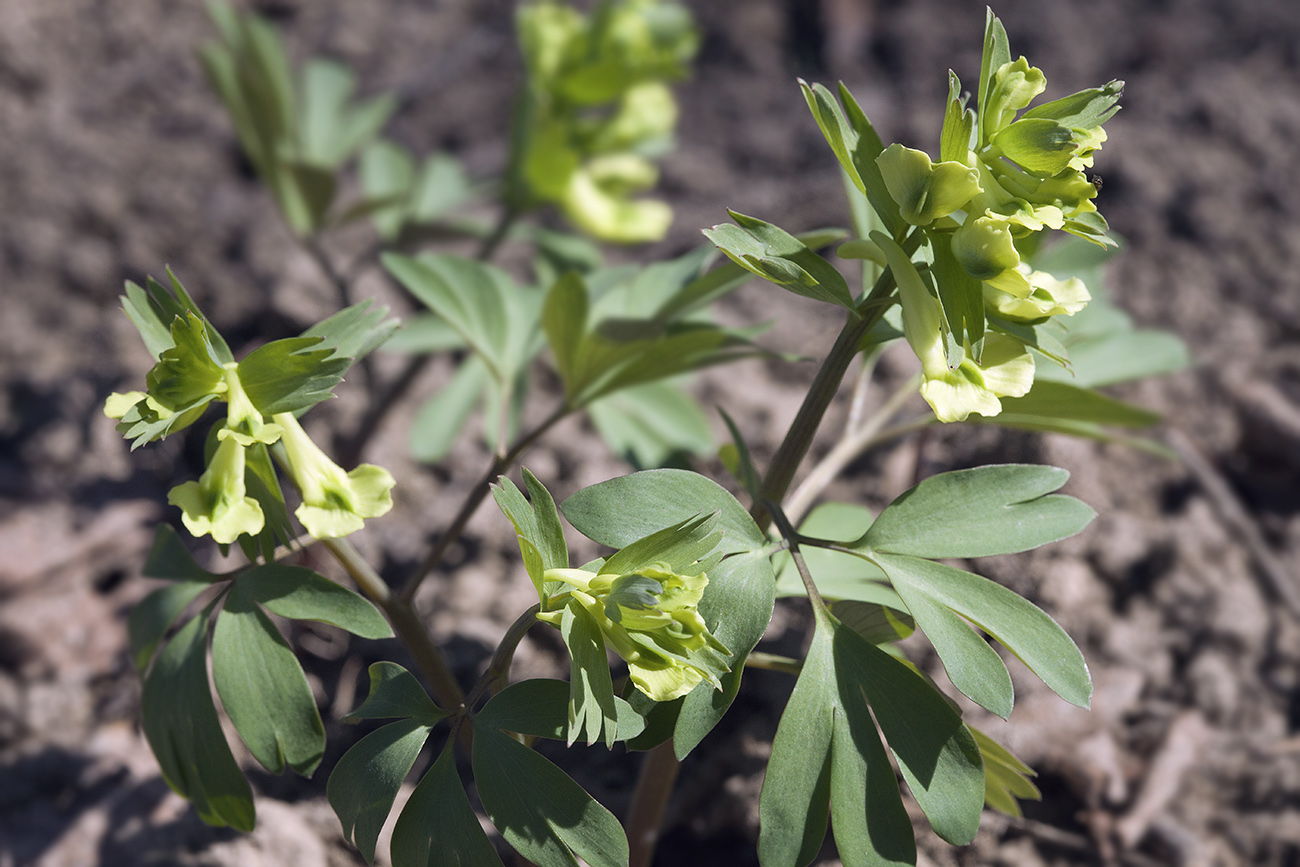 Image of Corydalis bracteata specimen.