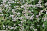 Mentha longifolia