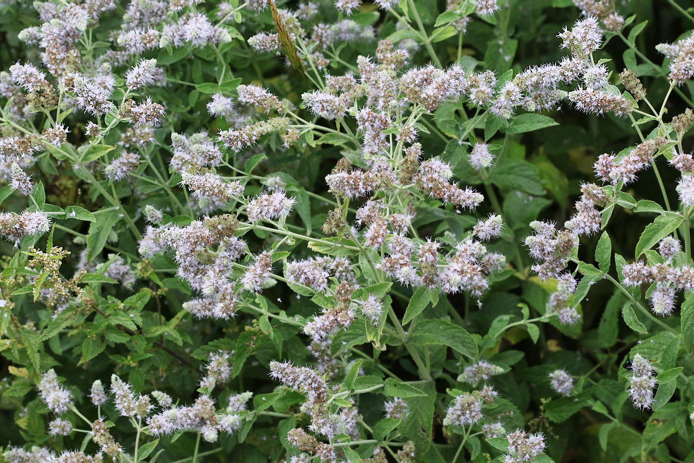Image of Mentha longifolia specimen.