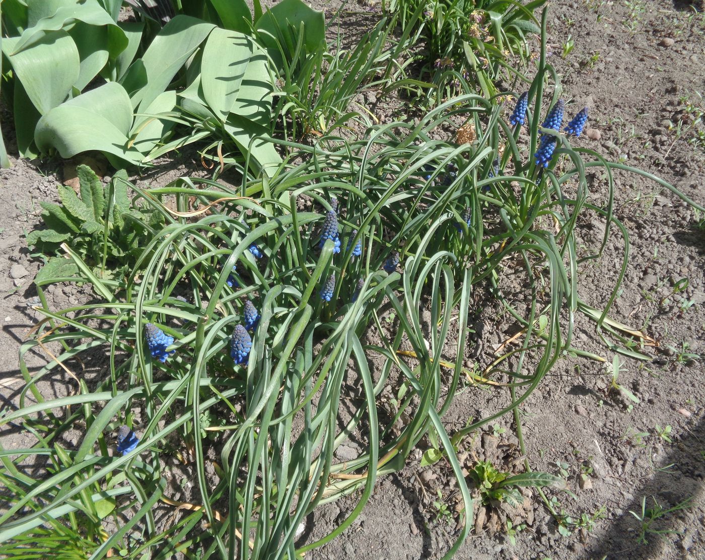 Image of Muscari armeniacum specimen.