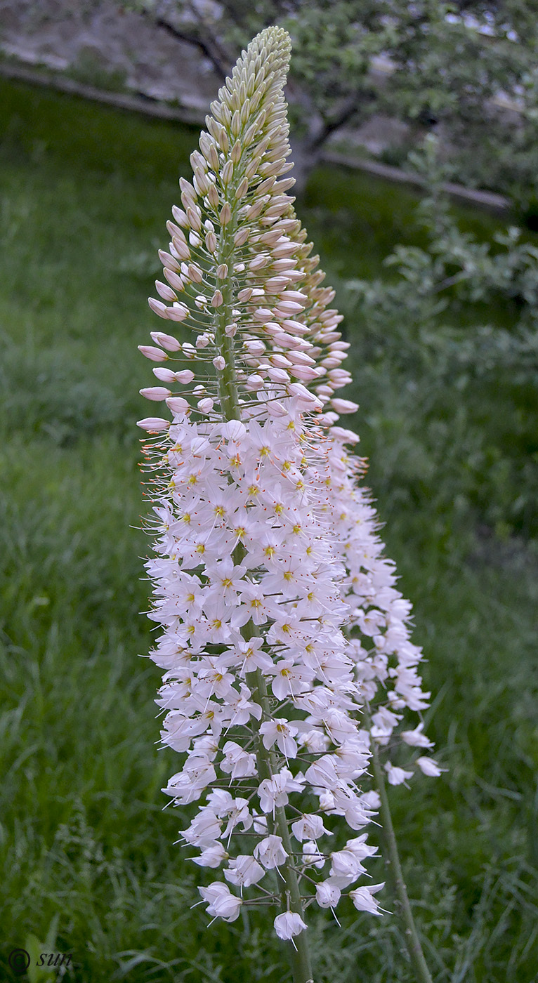 Изображение особи Eremurus robustus.