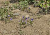 Viola mandshurica
