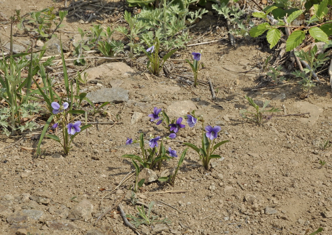 Image of Viola mandshurica specimen.