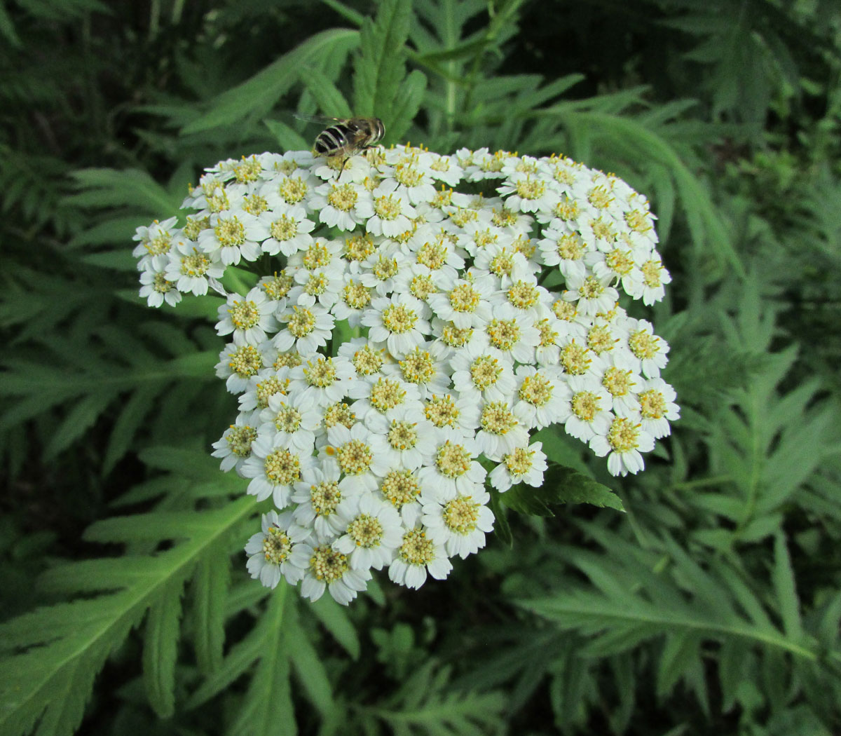 Image of Pyrethrum macrophyllum specimen.