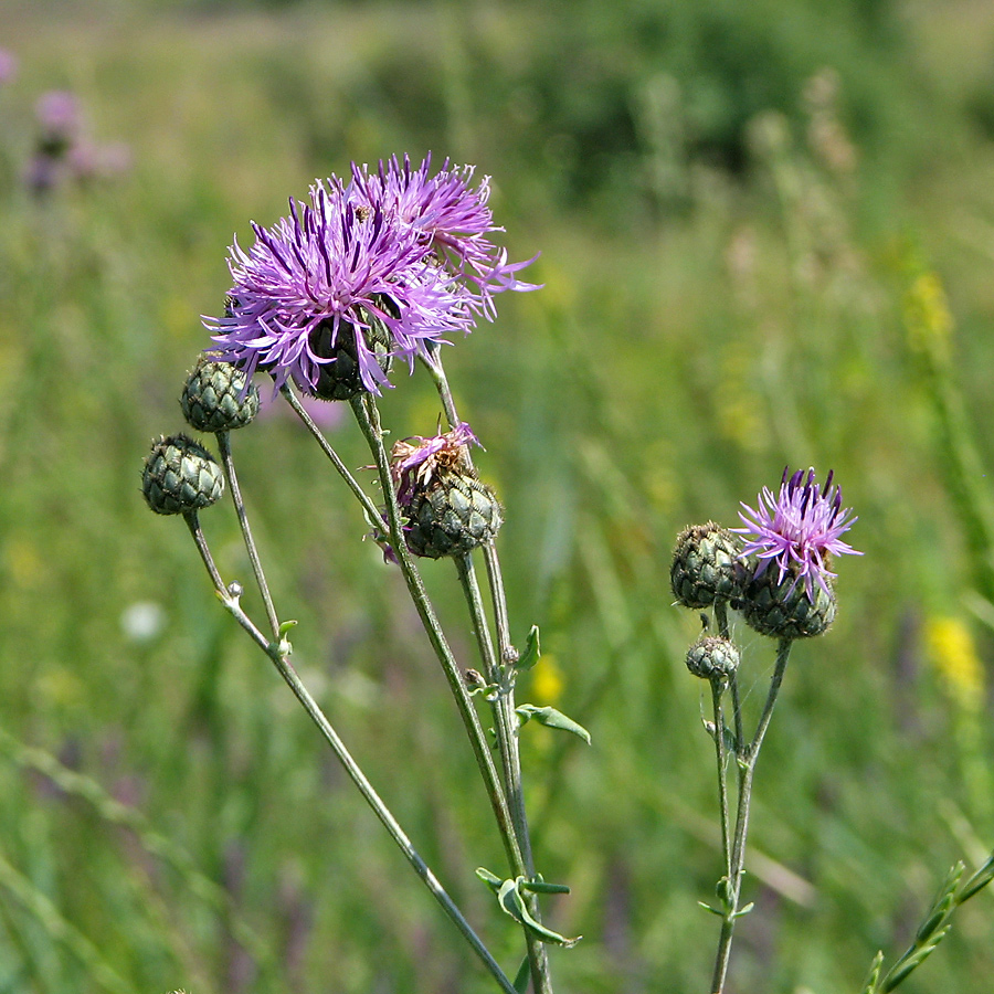 Image of Centaurea apiculata specimen.