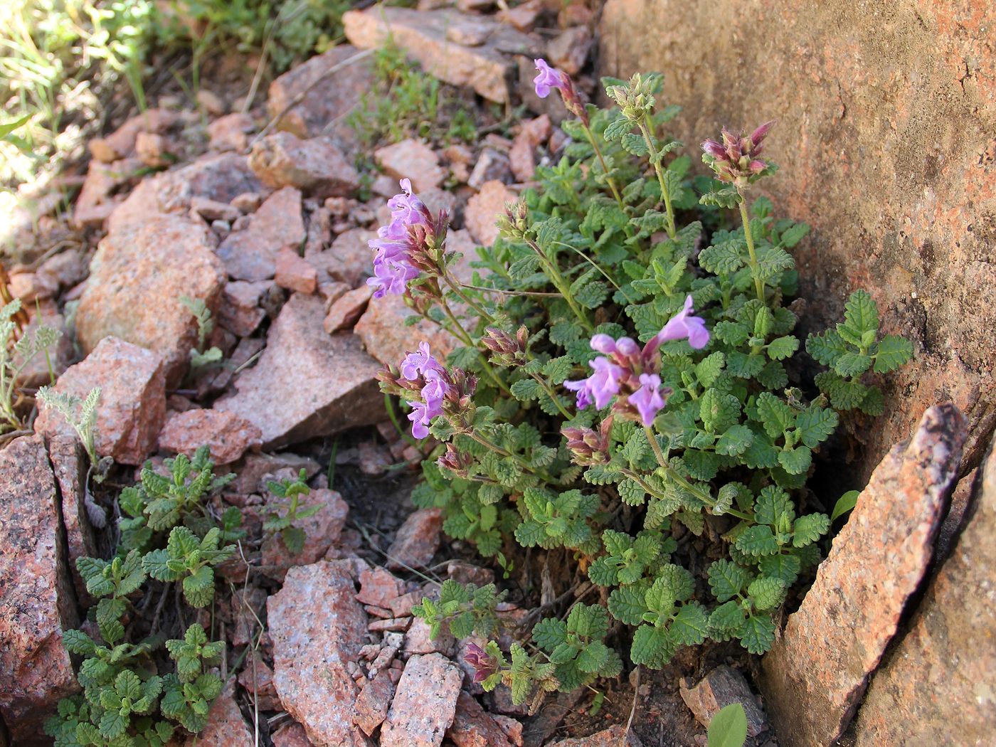 Изображение особи Dracocephalum oblongifolium.