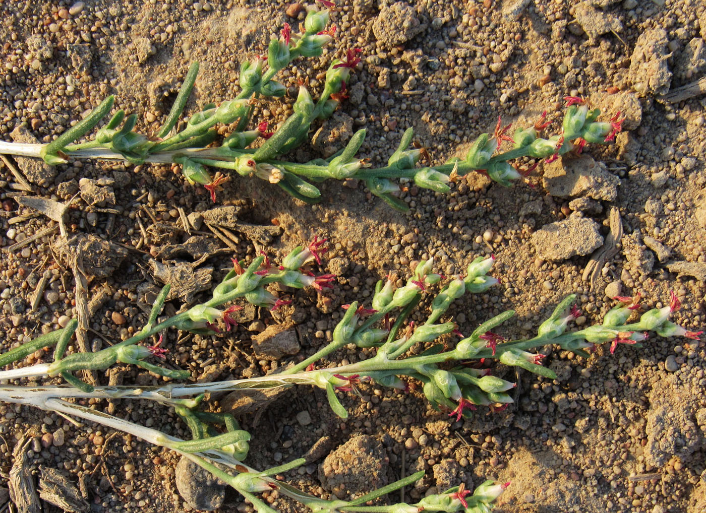 Image of Salsola arbusculiformis specimen.