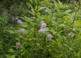 Spiraea salicifolia