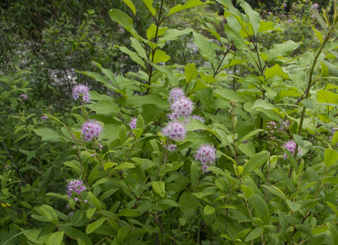 Image of Spiraea salicifolia specimen.