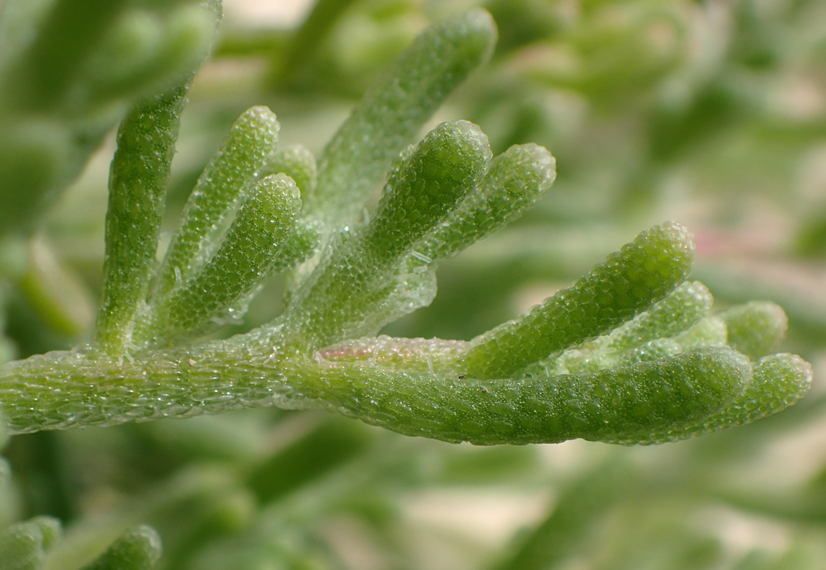 Image of Mesembryanthemum nodiflorum specimen.