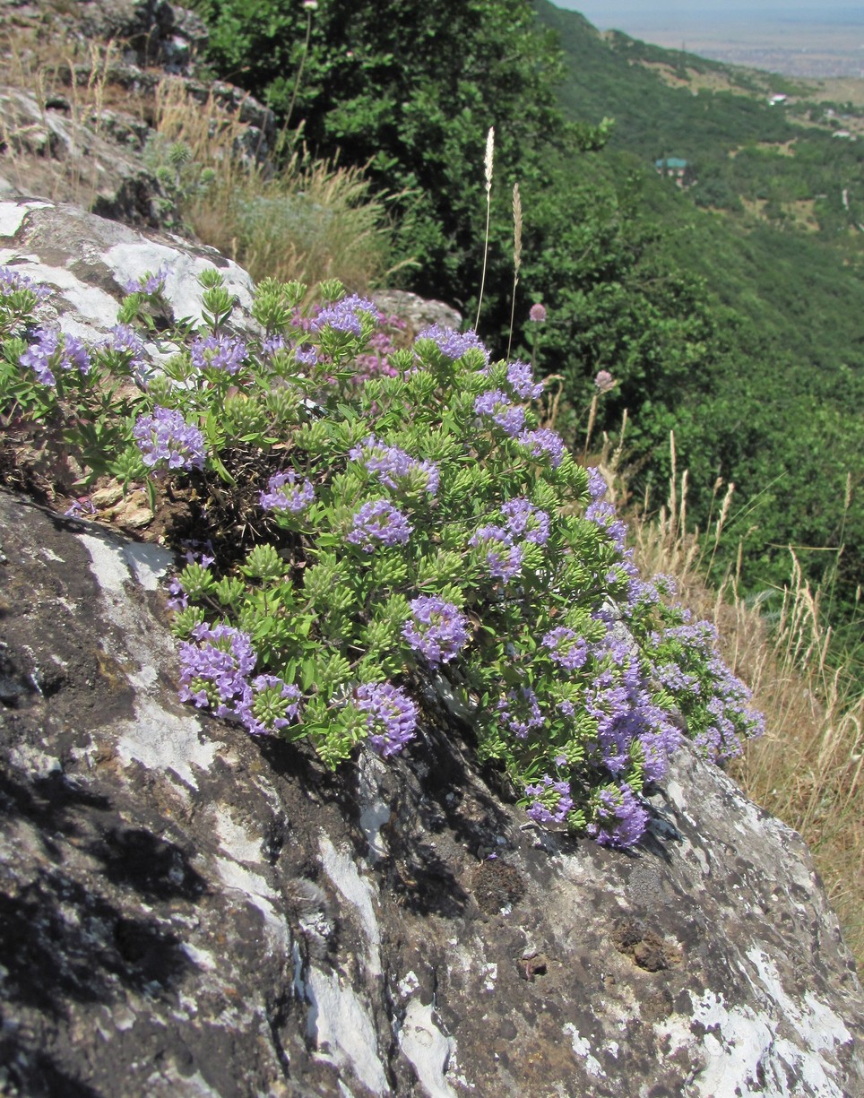 Изображение особи Ziziphora serpyllacea.