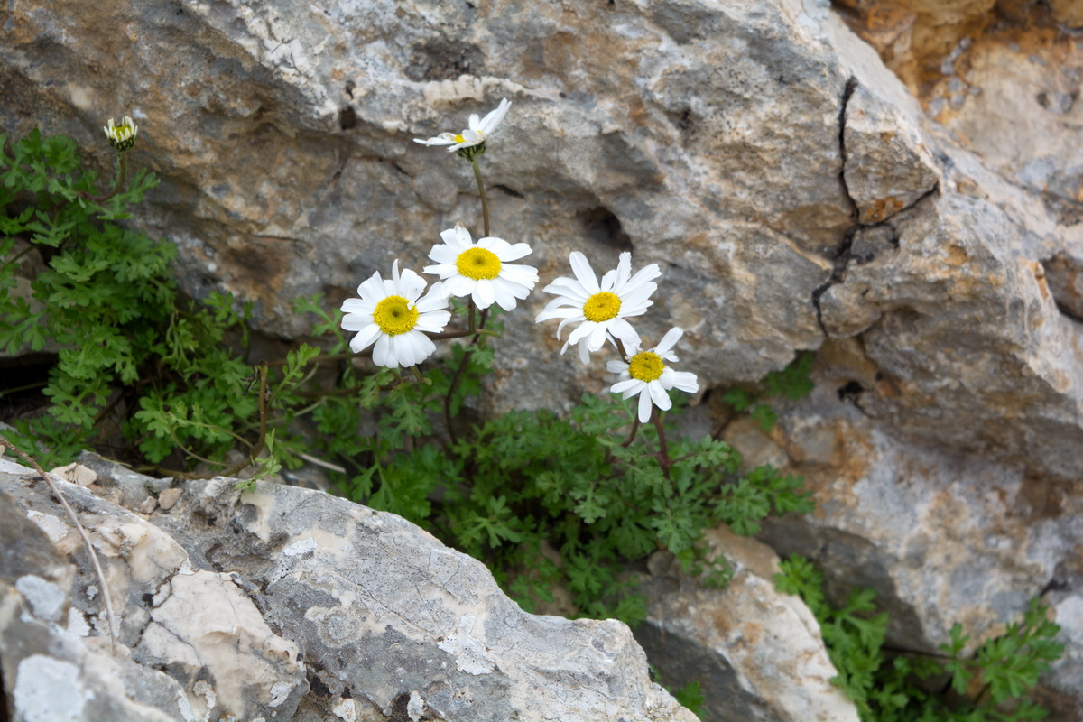 Изображение особи род Pyrethrum.