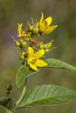 Lysimachia vulgaris. Верхушка цветущего и плодоносящего растения. Башкортостан, окр. г. Стерлитамак, влажный сенокосный луг. 05.08.2019.