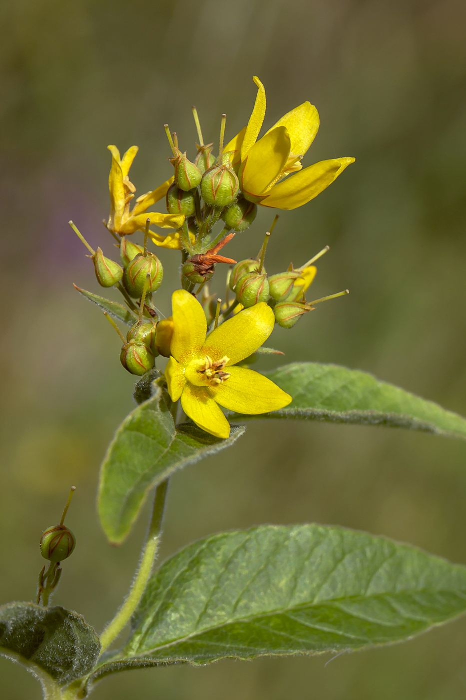 Image of Lysimachia vulgaris specimen.