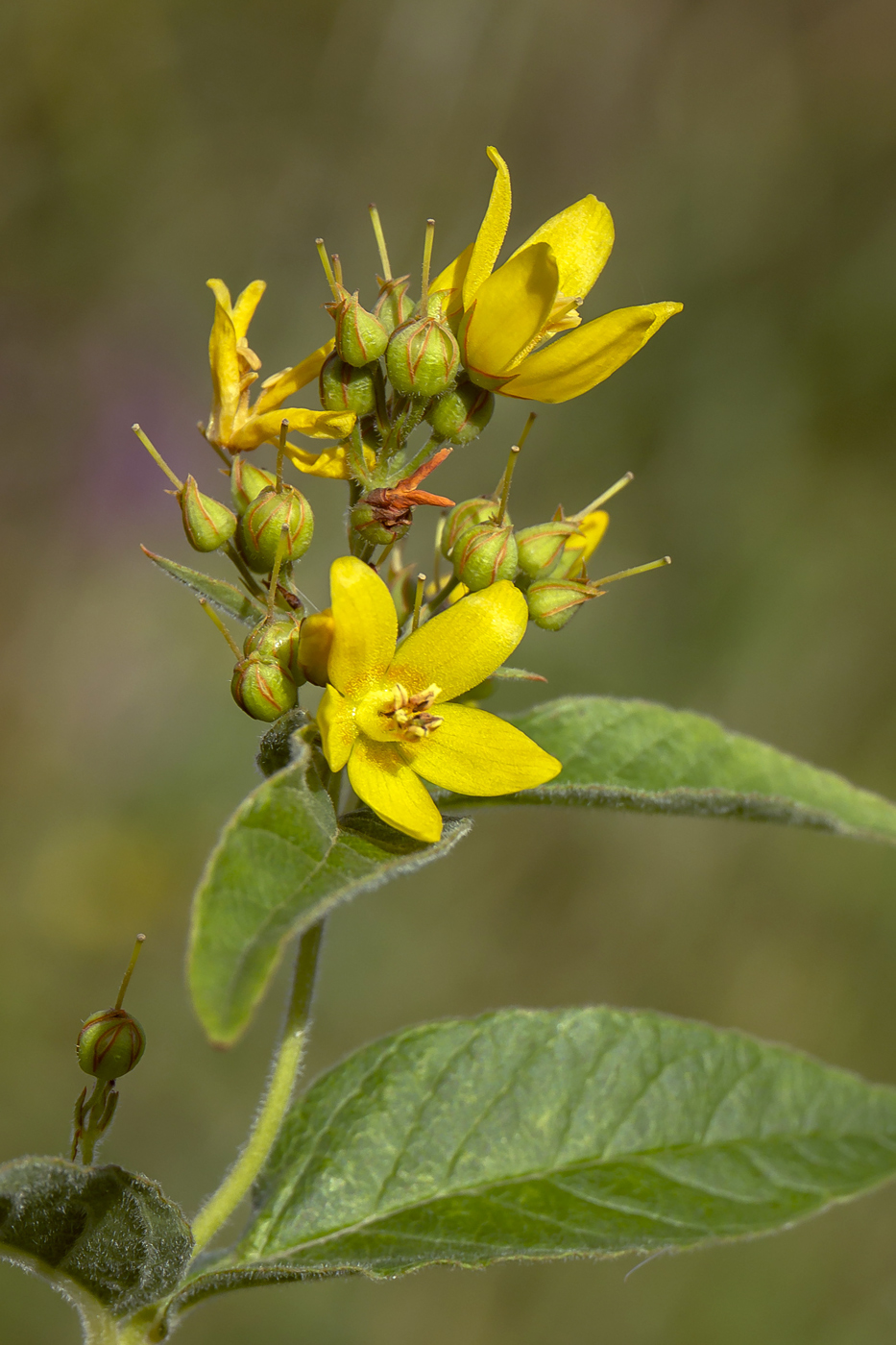 Изображение особи Lysimachia vulgaris.