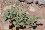 Heliotropium ellipticum