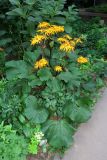 Ligularia dentata. Цветущее растение. Москва, Останкинский р-н, Б. Марьинская ул., в культуре. 02.09.2019.