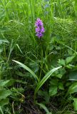 Dactylorhiza sibirica