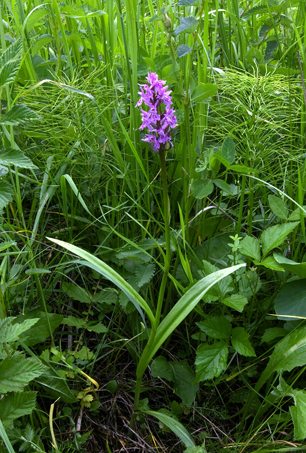 Image of Dactylorhiza sibirica specimen.