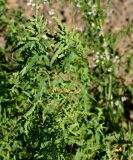 Atriplex laevis