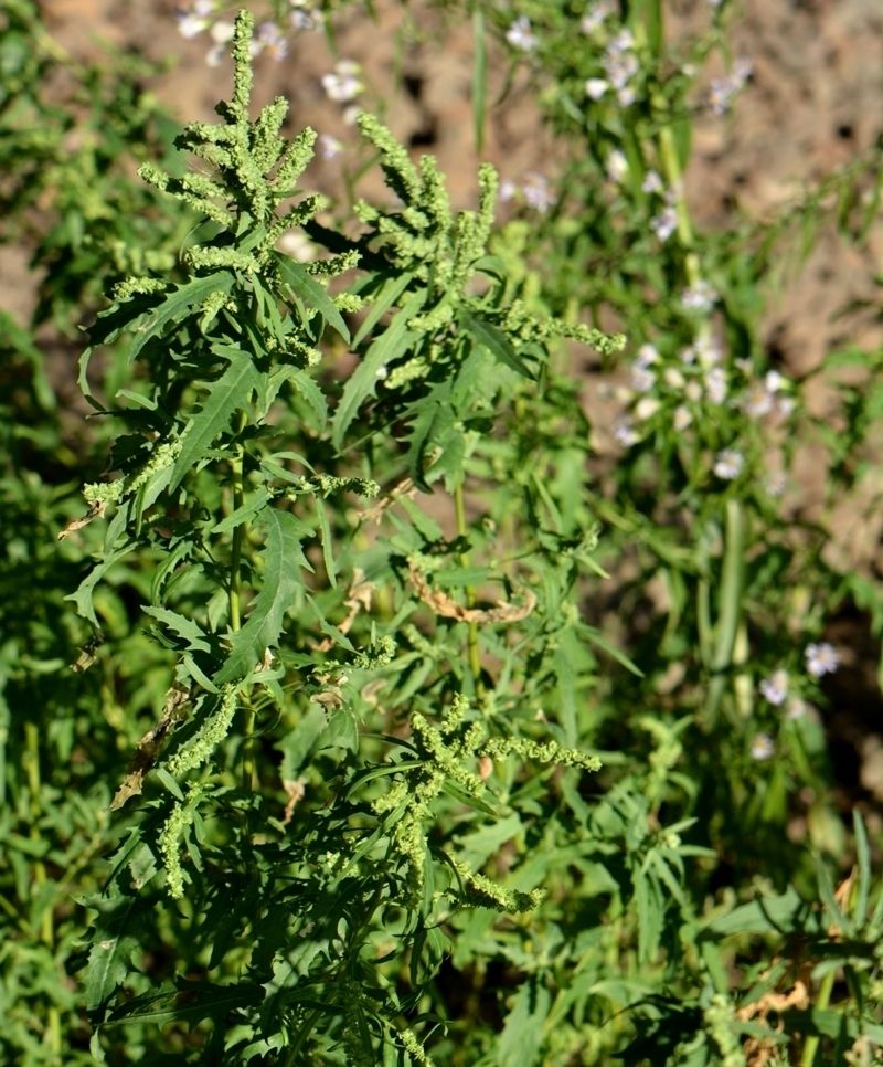 Image of Atriplex laevis specimen.