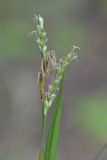 Carex digitata