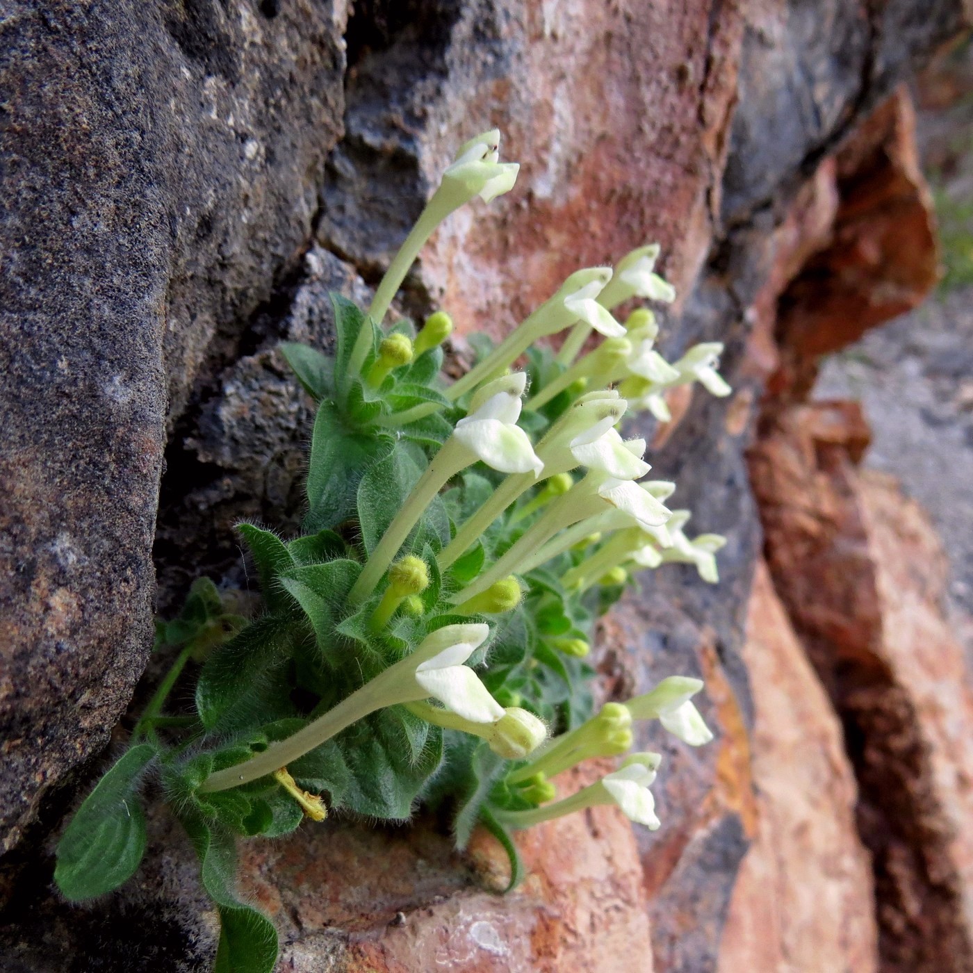 Image of Scutellaria immaculata specimen.