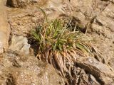 Sesleria alba. Вегетирующее растение. Краснодарский край, м/о г. Новороссийск, мыс Шесхарис, скалистый береговой склон, в русле ручья. 21.02.2015.