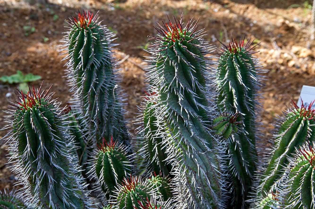 Изображение особи Euphorbia horrida.