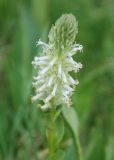 Lagotis integrifolia