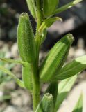 Oenothera biennis