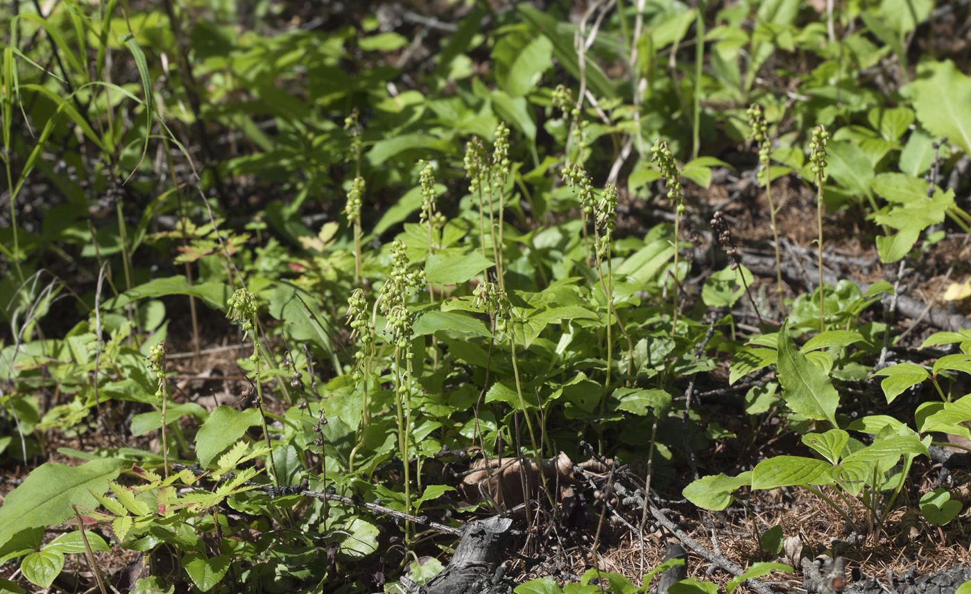 Изображение особи Orthilia secunda.