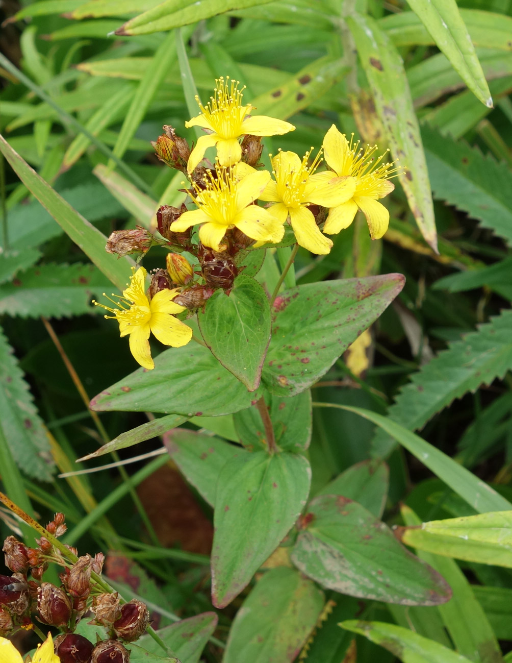 Image of Hypericum erectum specimen.