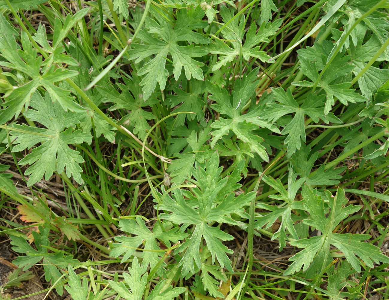 Image of Geranium saxatile specimen.