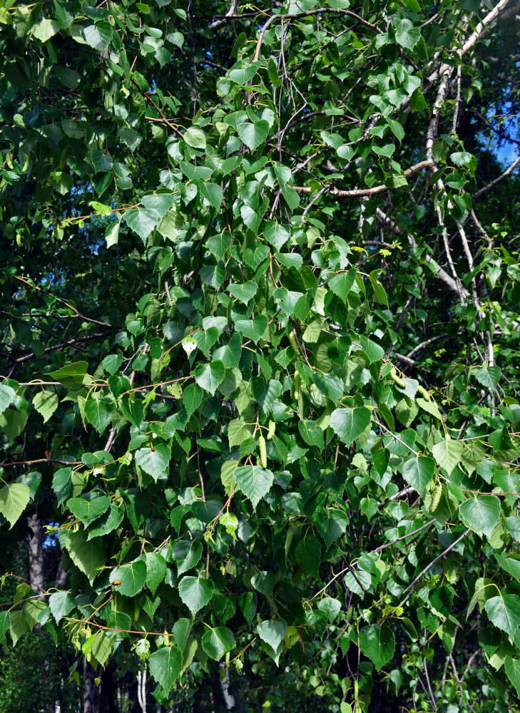 Изображение особи Betula pendula.