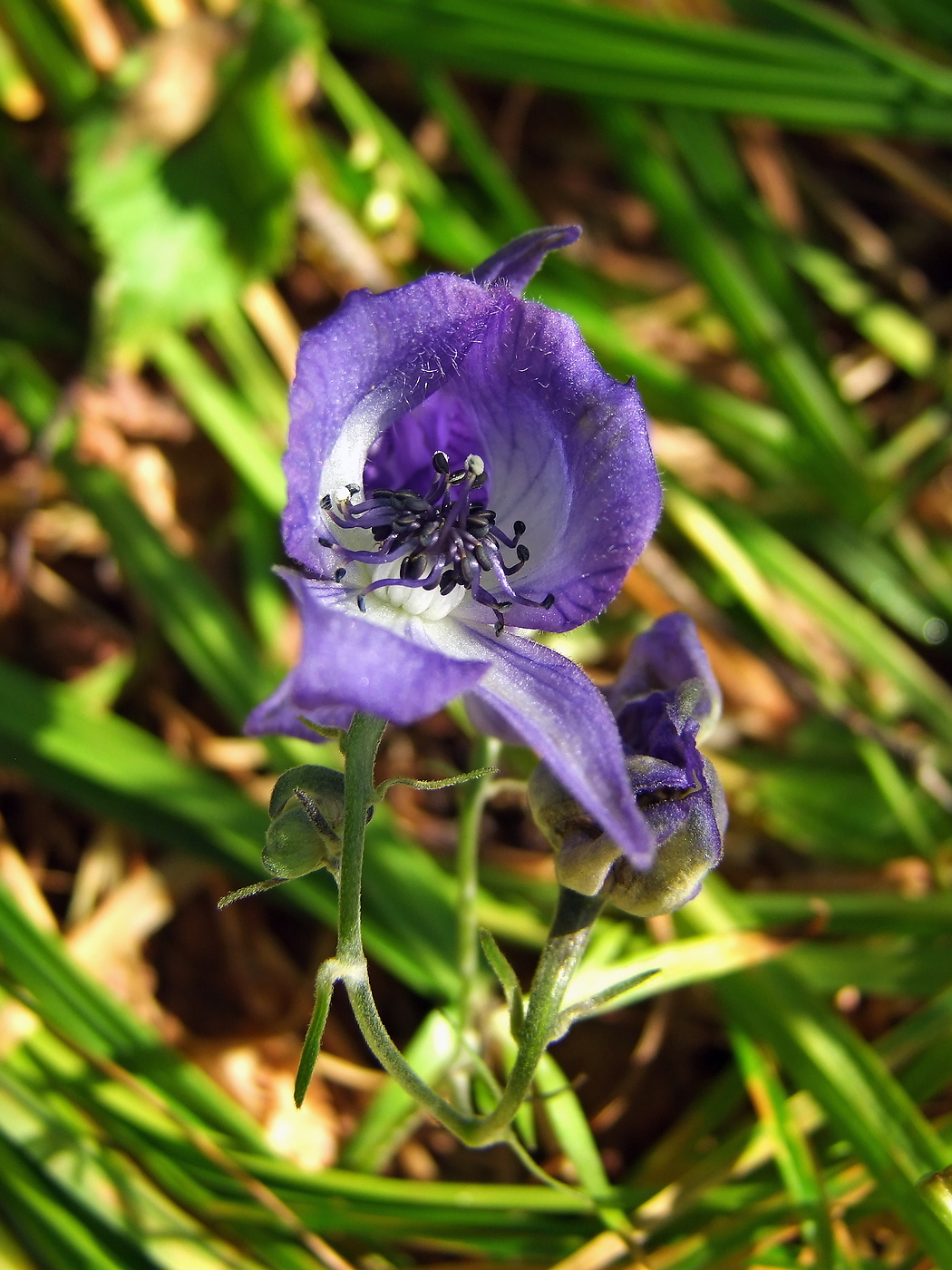 Изображение особи Aconitum delphiniifolium.