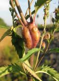 Veronica longifolia. Часть побега с галлами. Архангельская обл., Вельский р-н, окр. пос. Усть-Шоноша, у ж. д. 10 июля 2010 г.