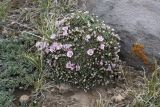 Acantholimon hedinii
