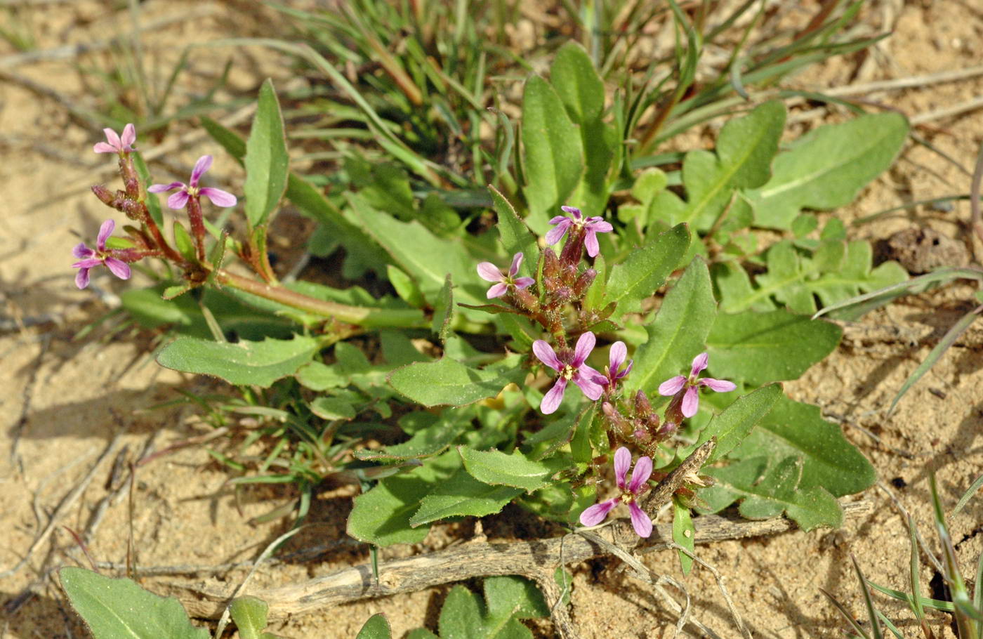 Image of Chorispora tenella specimen.