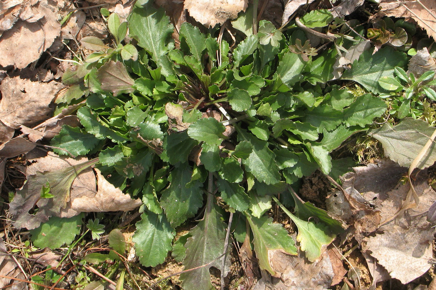 Image of Leucanthemum vulgare specimen.