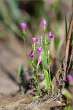 Centaurium littorale. Цветущее растение. Ленинградская обл., Кингисеппский р-н, окр. дер. Урмизно, побережье Финского залива, заросли тростника (Phragmites australis) на песке. 31.08.2019.