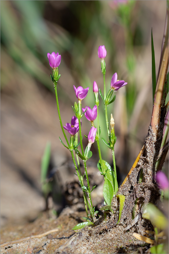 Image of Centaurium littorale specimen.